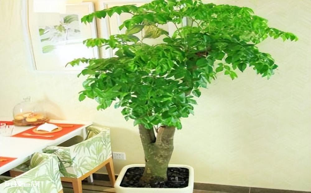 木本植物有哪些种类(适合家里养的6大木本植物品种)-图片10