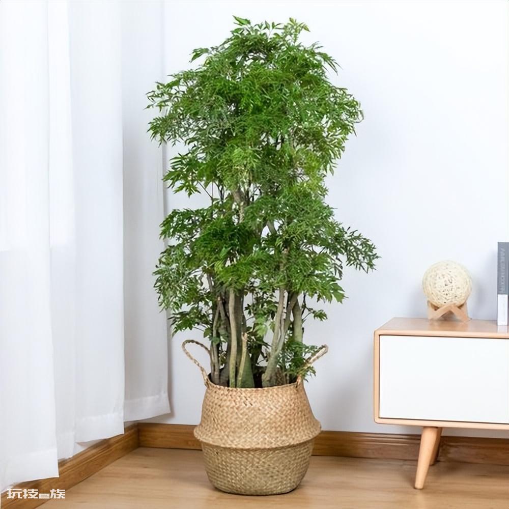 木本植物有哪些种类(适合家里养的6大木本植物品种)-图片11