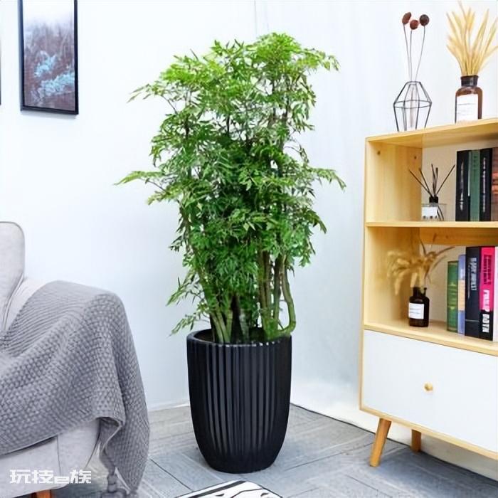 木本植物有哪些种类(适合家里养的6大木本植物品种)-图片12