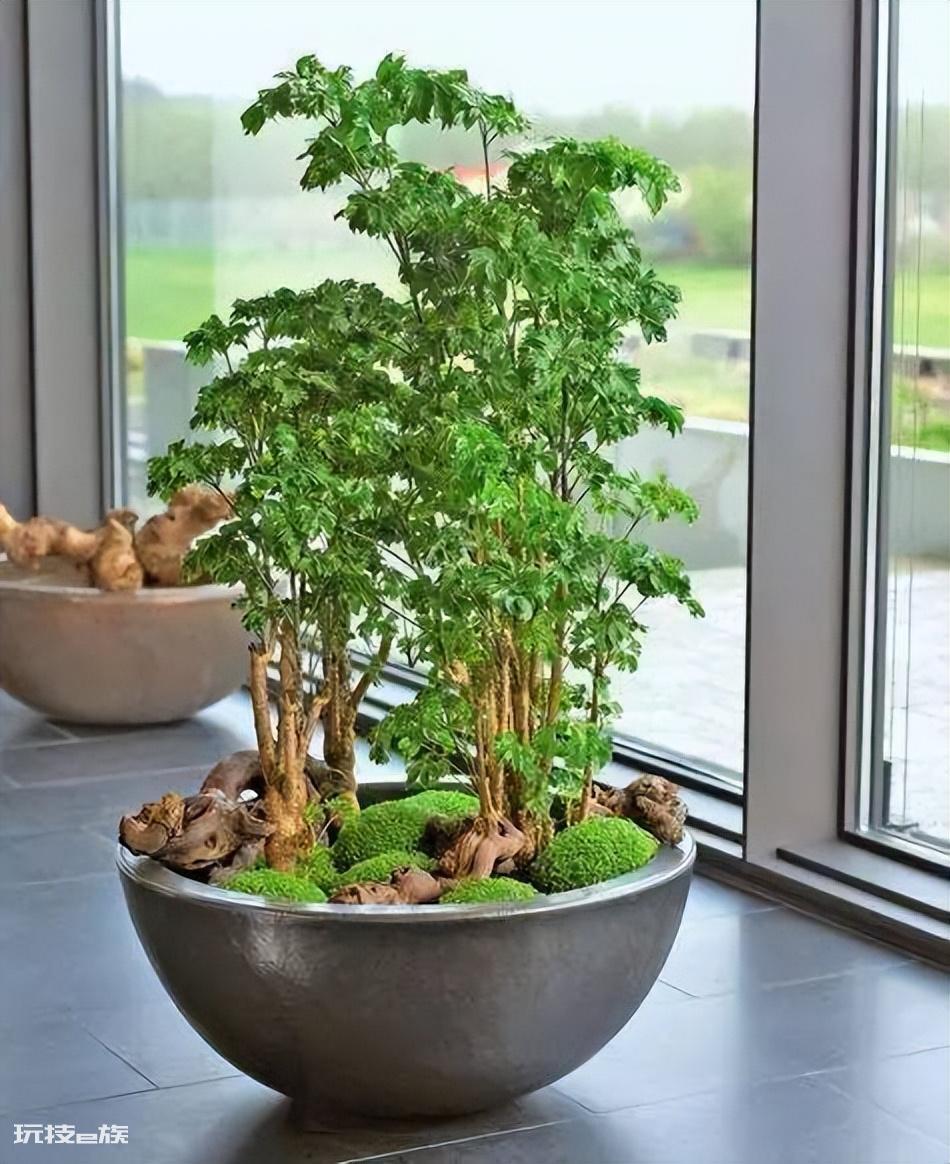 木本植物有哪些种类(适合家里养的6大木本植物品种)-图片13