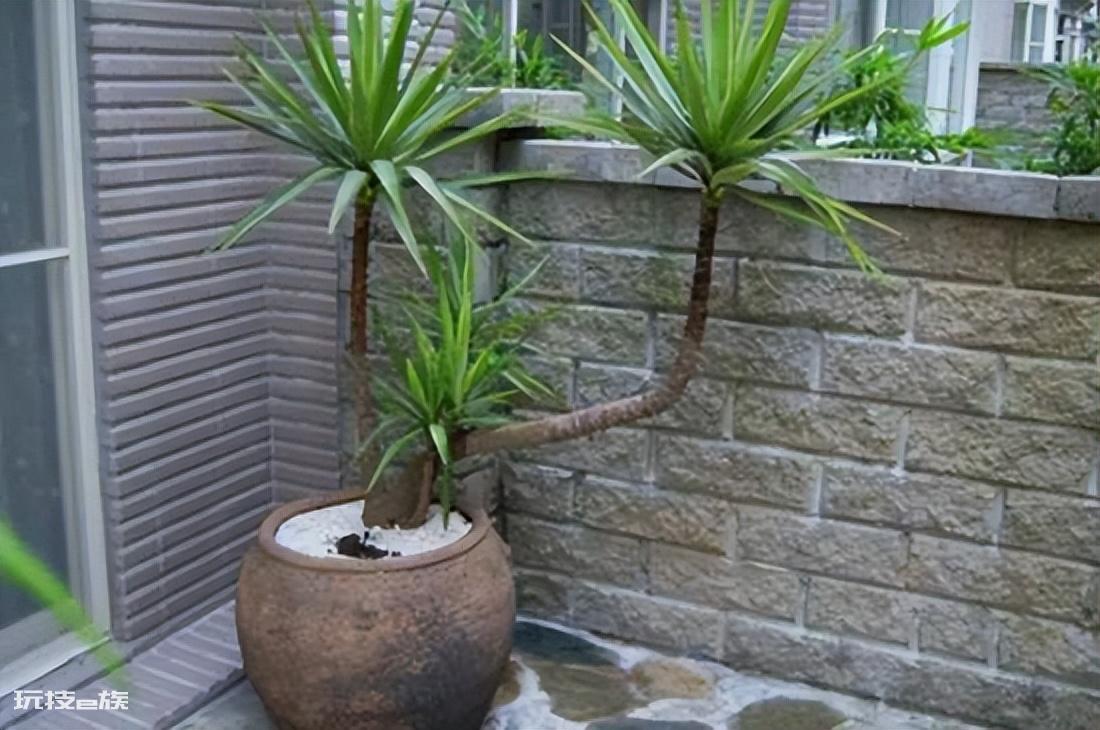 木本植物有哪些种类(适合家里养的6大木本植物品种)-图片15
