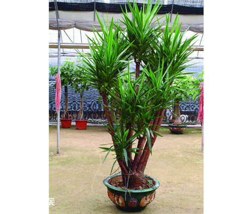 木本植物有哪些种类(适合家里养的6大木本植物品种)-图片16