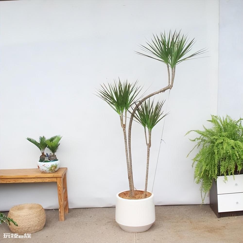 木本植物有哪些种类(适合家里养的6大木本植物品种)-图片17