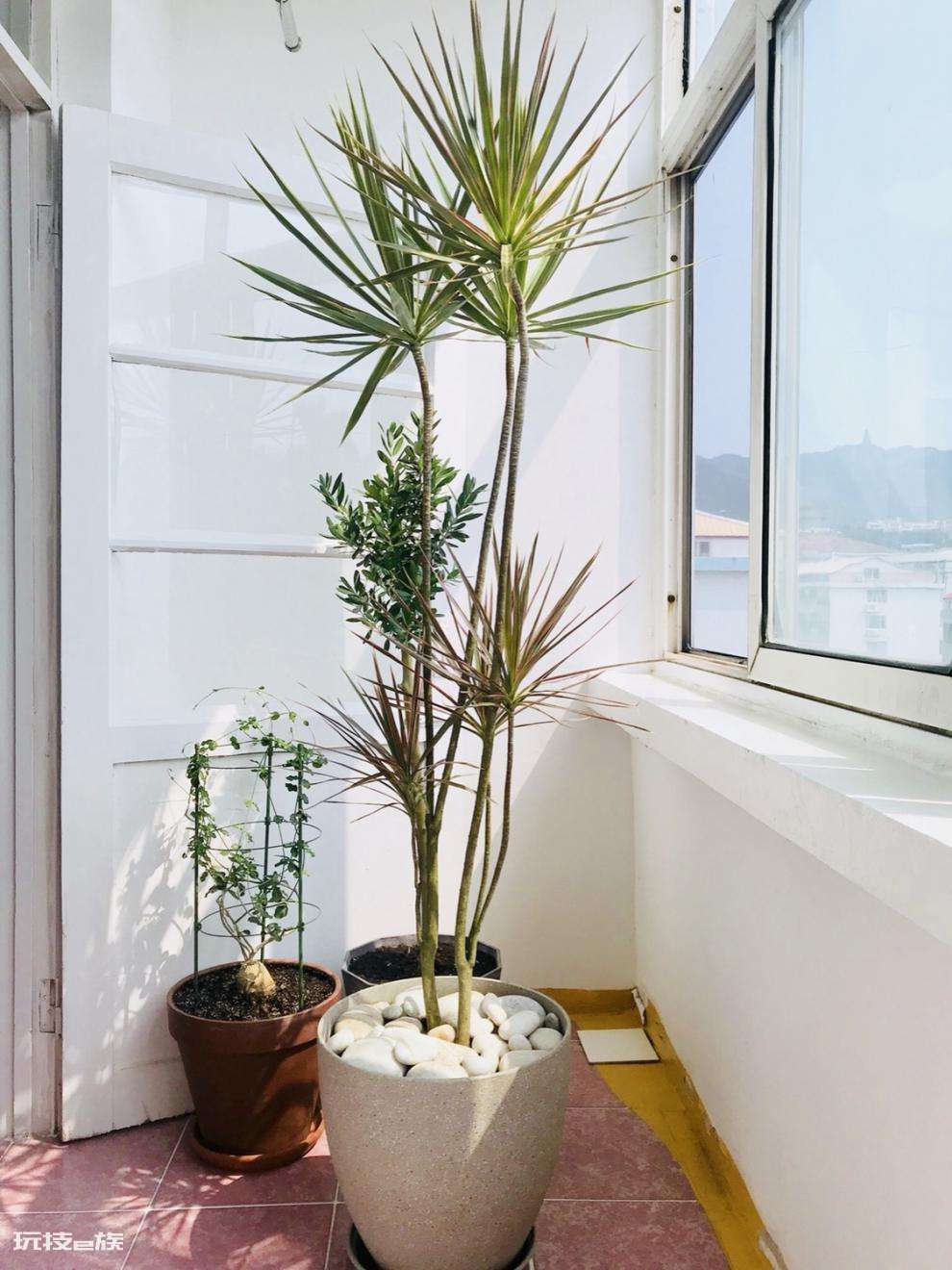 木本植物有哪些种类(适合家里养的6大木本植物品种)-图片18