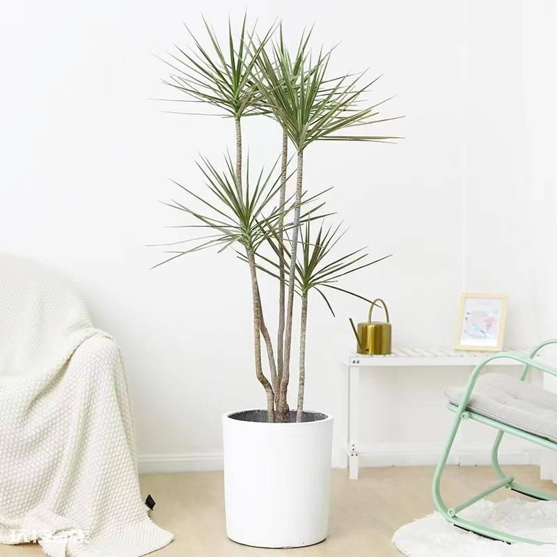 木本植物有哪些种类(适合家里养的6大木本植物品种)-图片19
