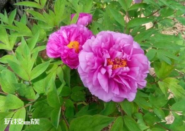 牡丹花什么时候移栽最好(牡丹盆栽掌握移栽时间成活率高)-图片1