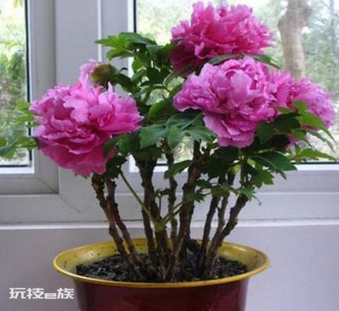 牡丹花什么时候移栽最好(牡丹盆栽掌握移栽时间成活率高)-图片2