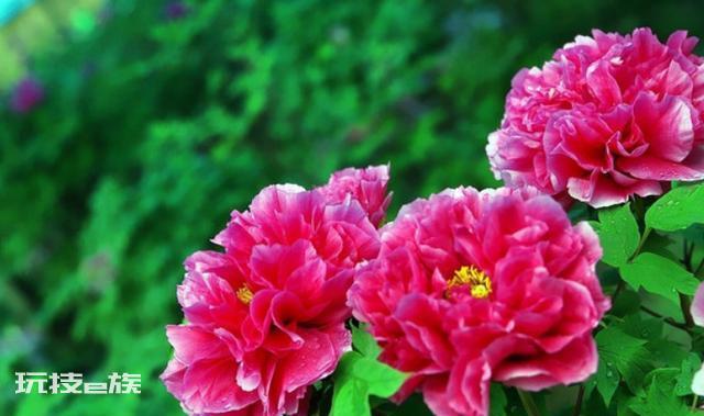 牡丹花什么时候移栽最好(牡丹盆栽掌握移栽时间成活率高)-图片3