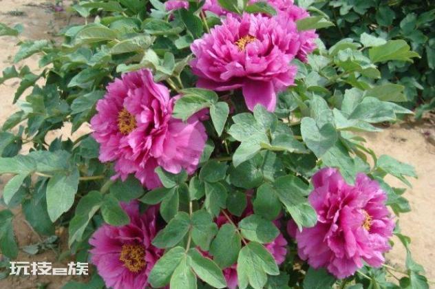 牡丹花什么时候移栽最好(牡丹盆栽掌握移栽时间成活率高)-图片5