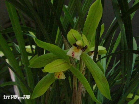 兰花寓意代表什么意思(兰花象征寓意着高洁典雅)-图片1