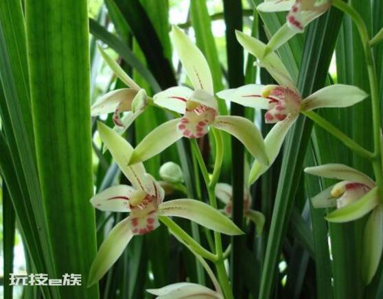 兰花寓意代表什么意思(兰花象征寓意着高洁典雅)-图片3