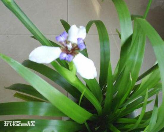 兰花寓意代表什么意思(兰花象征寓意着高洁典雅)-图片6