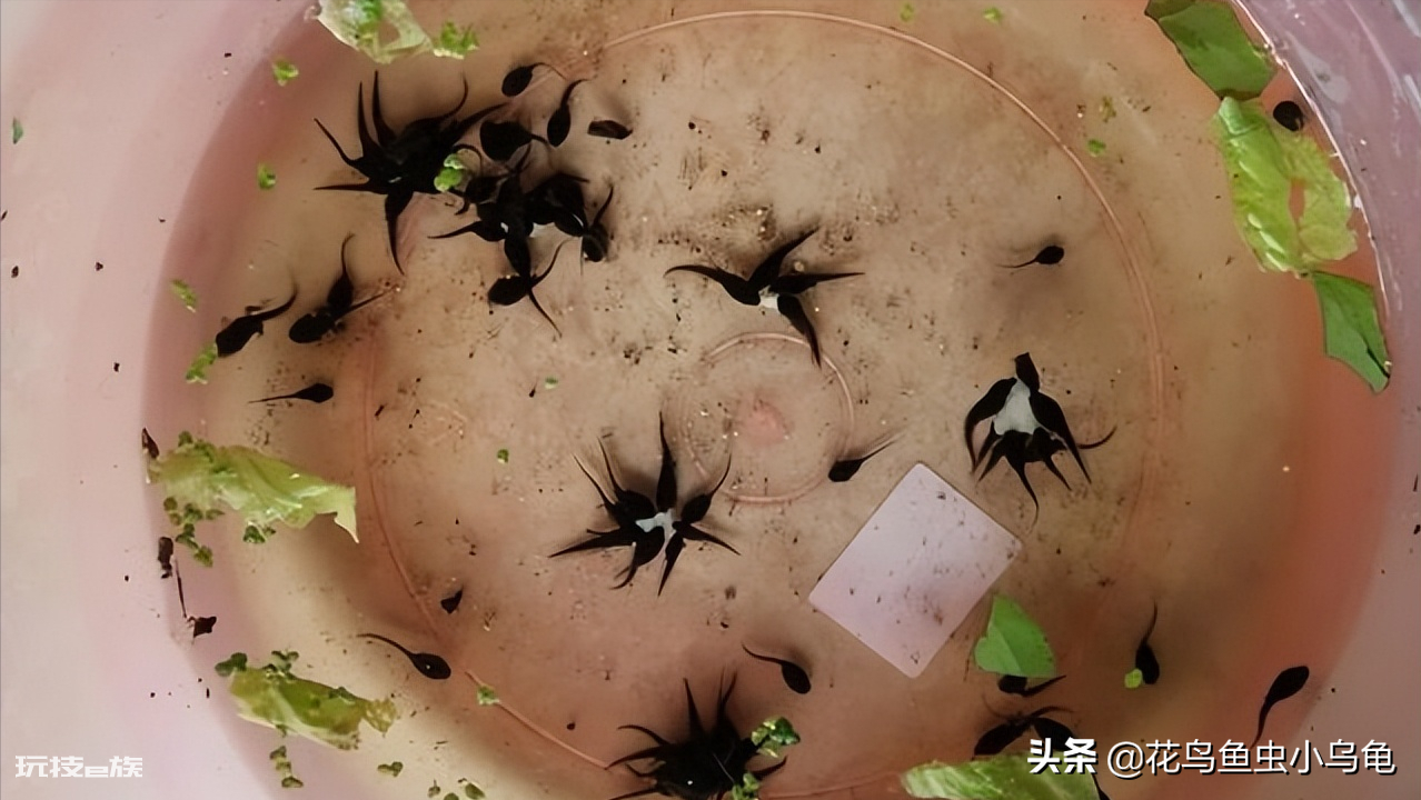 蝌蚪爱吃什么东西为主(家养小蝌蚪喂养什么食物更有营养)-图片2