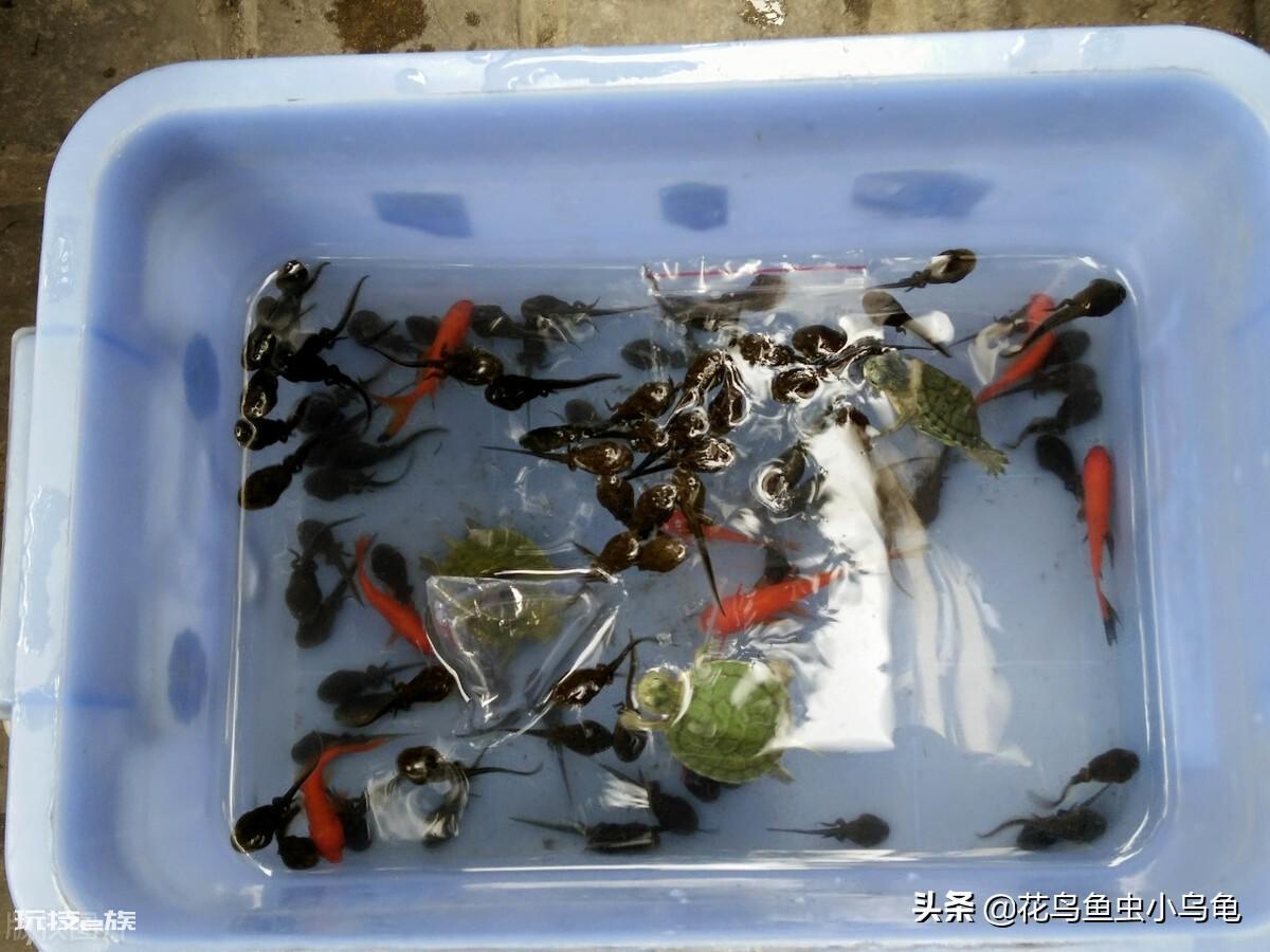 蝌蚪爱吃什么东西为主(家养小蝌蚪喂养什么食物更有营养)-图片3