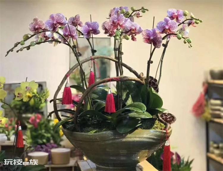 蝴蝶兰用什么花盆最好(蝴蝶兰使用深点还是浅点花盆)-图片3