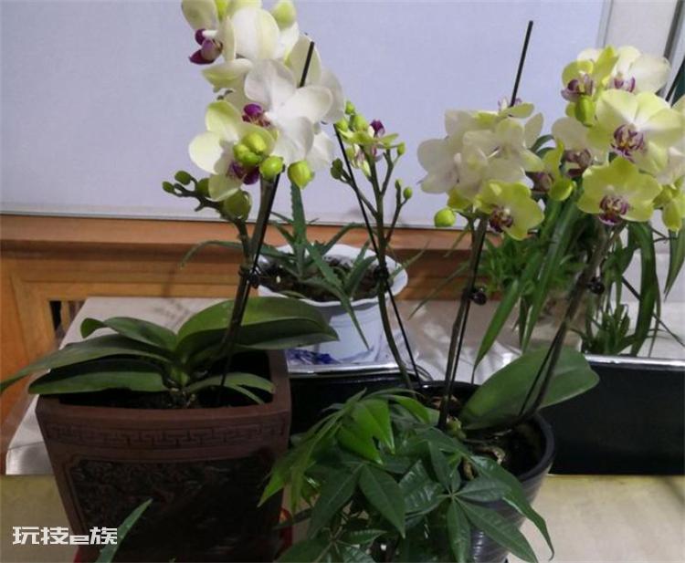 蝴蝶兰用什么花盆最好(蝴蝶兰使用深点还是浅点花盆)-图片4