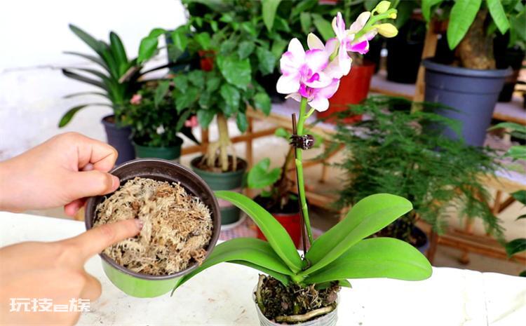 蝴蝶兰用什么花盆最好(蝴蝶兰使用深点还是浅点花盆)-图片5