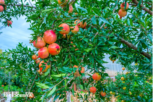 石榴树栽在家里的什么位置好(院子里面栽树的位置讲究)-图片3