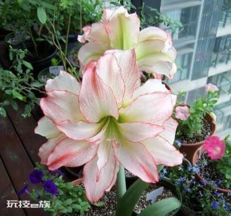 什么花最高贵最优雅又好养(3种高贵花卉年年开花不断)-图片1