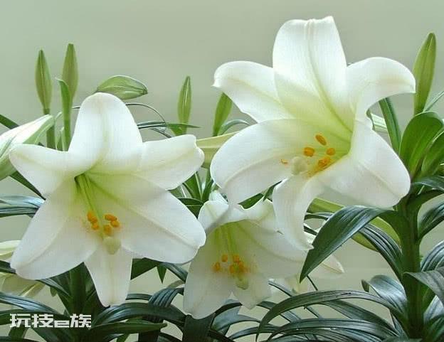 什么花最高贵最优雅又好养(3种高贵花卉年年开花不断)-图片4