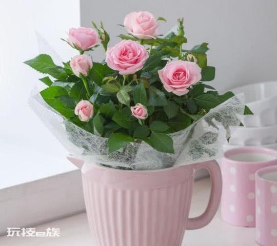 什么花最高贵最优雅又好养(3种高贵花卉年年开花不断)-图片6