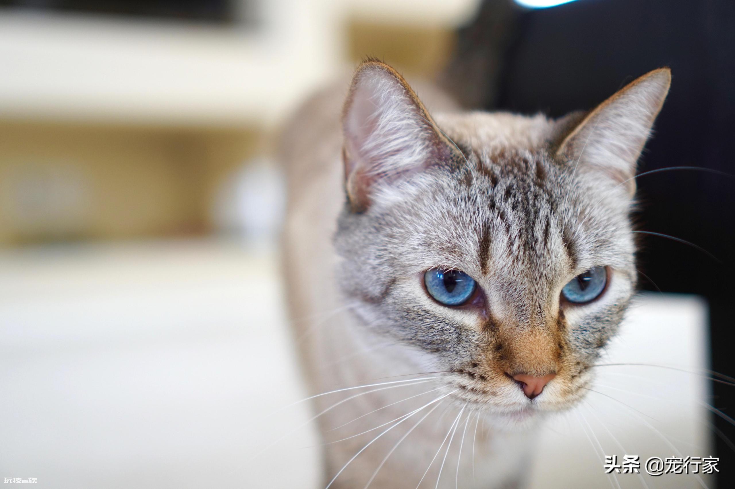 猫咪只吃猫粮可以吗(饮食丰富性对猫咪健康很重要)-图片1