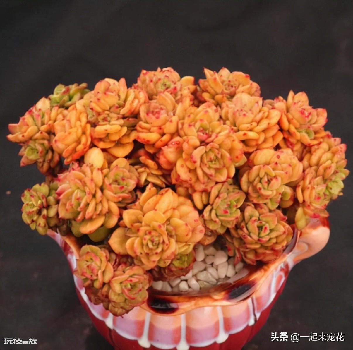 蜡牡丹多肉好养吗(好看的蜡牡丹养殖方法和注意事项)-图片1