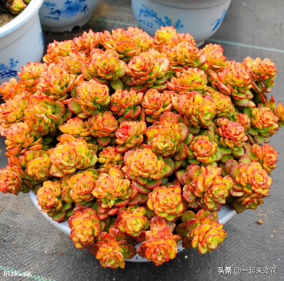 蜡牡丹多肉好养吗(好看的蜡牡丹养殖方法和注意事项)-图片3