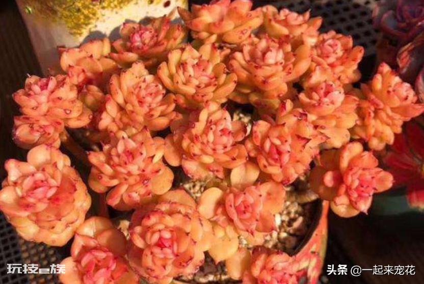 蜡牡丹多肉好养吗(好看的蜡牡丹养殖方法和注意事项)-图片5