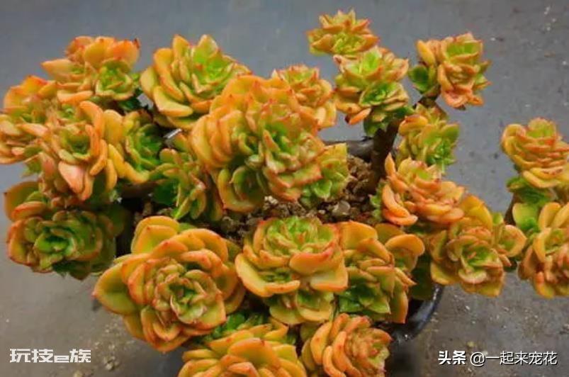 蜡牡丹多肉好养吗(好看的蜡牡丹养殖方法和注意事项)-图片6