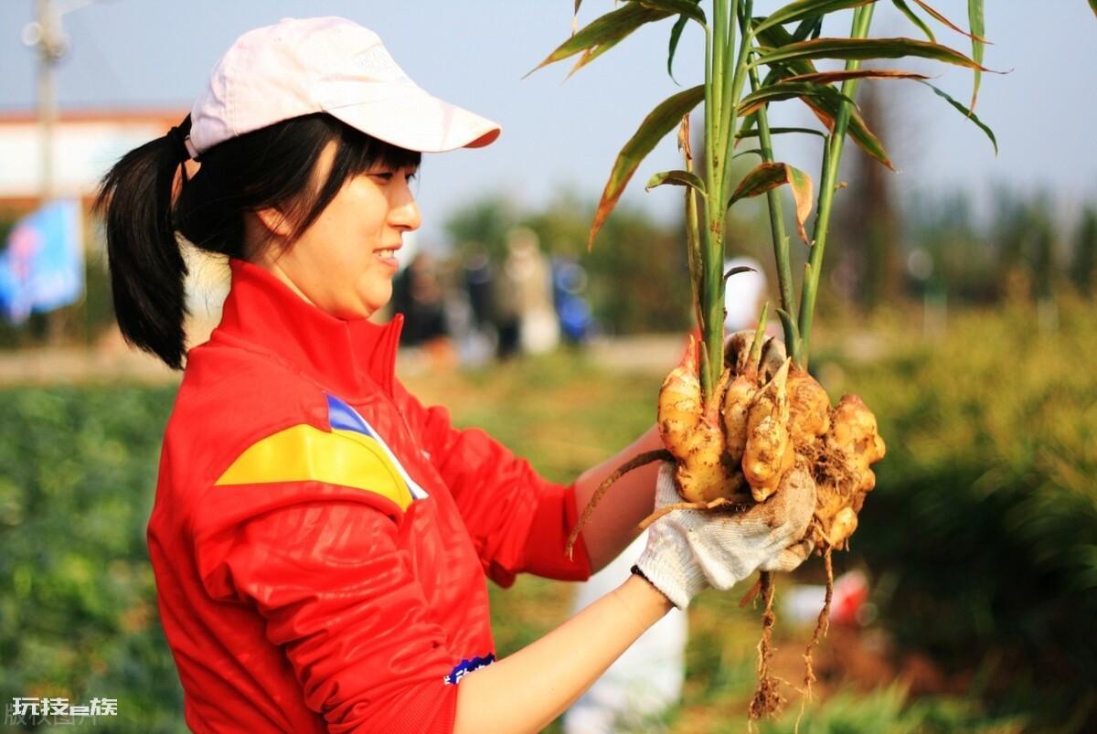 姜为什么不能种在家(家里种姜有什么说法和讲究禁忌)-图片3