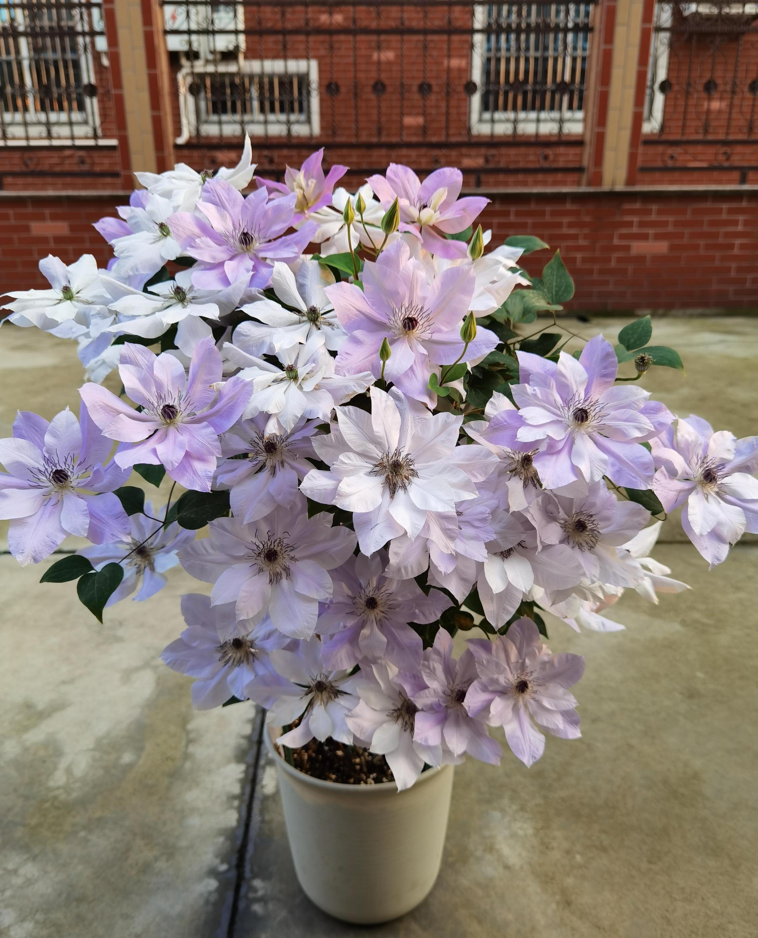 倒影铁线莲优缺点介绍（耐寒倒影铁线莲好养且多季开花）-图片4