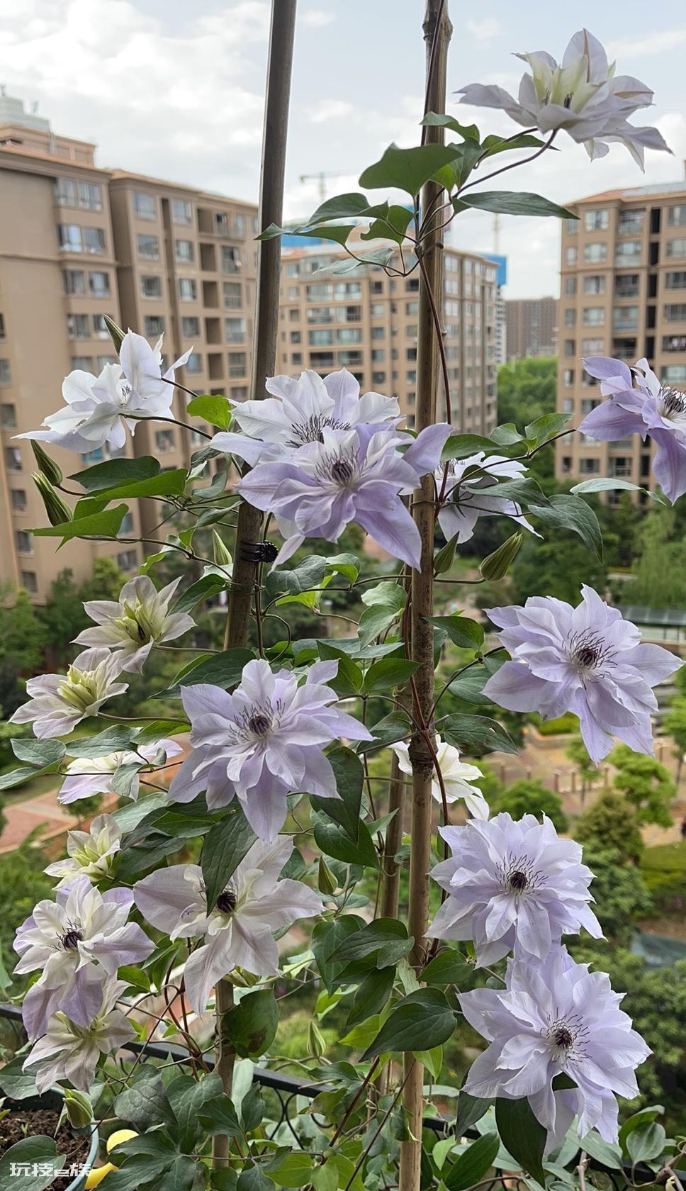 倒影铁线莲优缺点介绍（耐寒倒影铁线莲好养且多季开花）-图片7