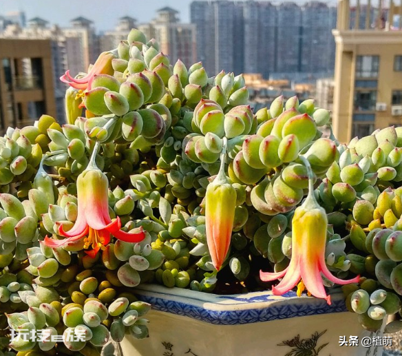 达摩福娘多肉好养吗(达摩福娘多肉品种的养殖和注意要点)-图片2