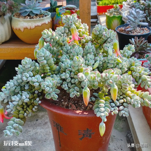 达摩福娘多肉好养吗(达摩福娘多肉品种的养殖和注意要点)-图片7