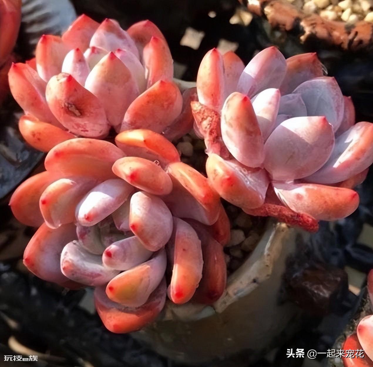 橙梦露多肉家养方法和注意事项(新手养多肉橙梦露的小技巧)-图片1