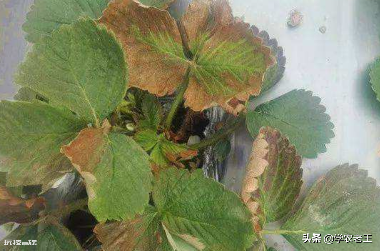 草莓叶子发黄干枯是怎么回事(新叶黄化畸形的原因及补救)-图片1