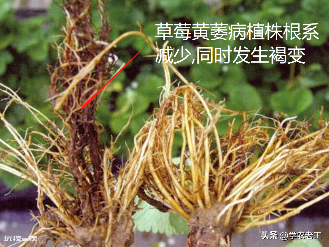 草莓叶子发黄干枯是怎么回事(新叶黄化畸形的原因及补救)-图片2