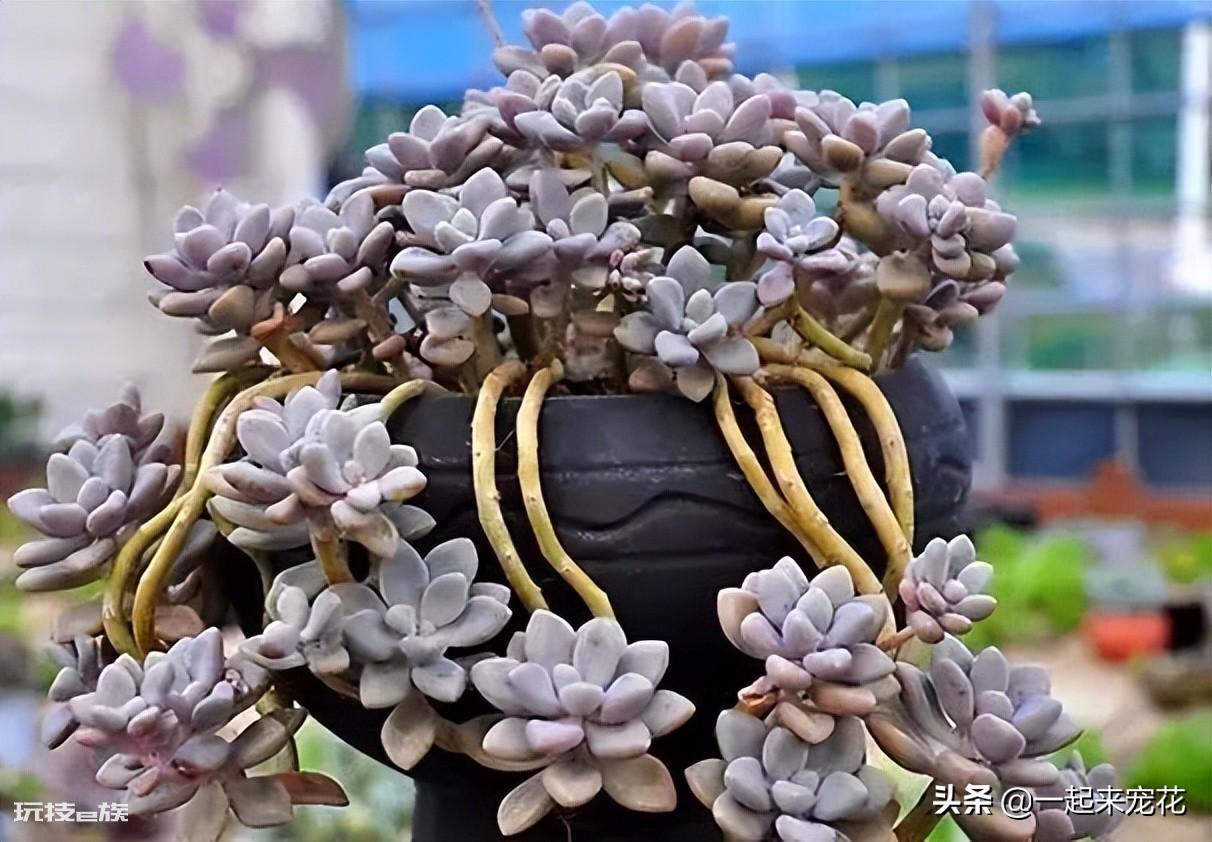 艾伦多肉养成小老桩技巧(艾伦度夏的养殖方法和注意事项)-图片1