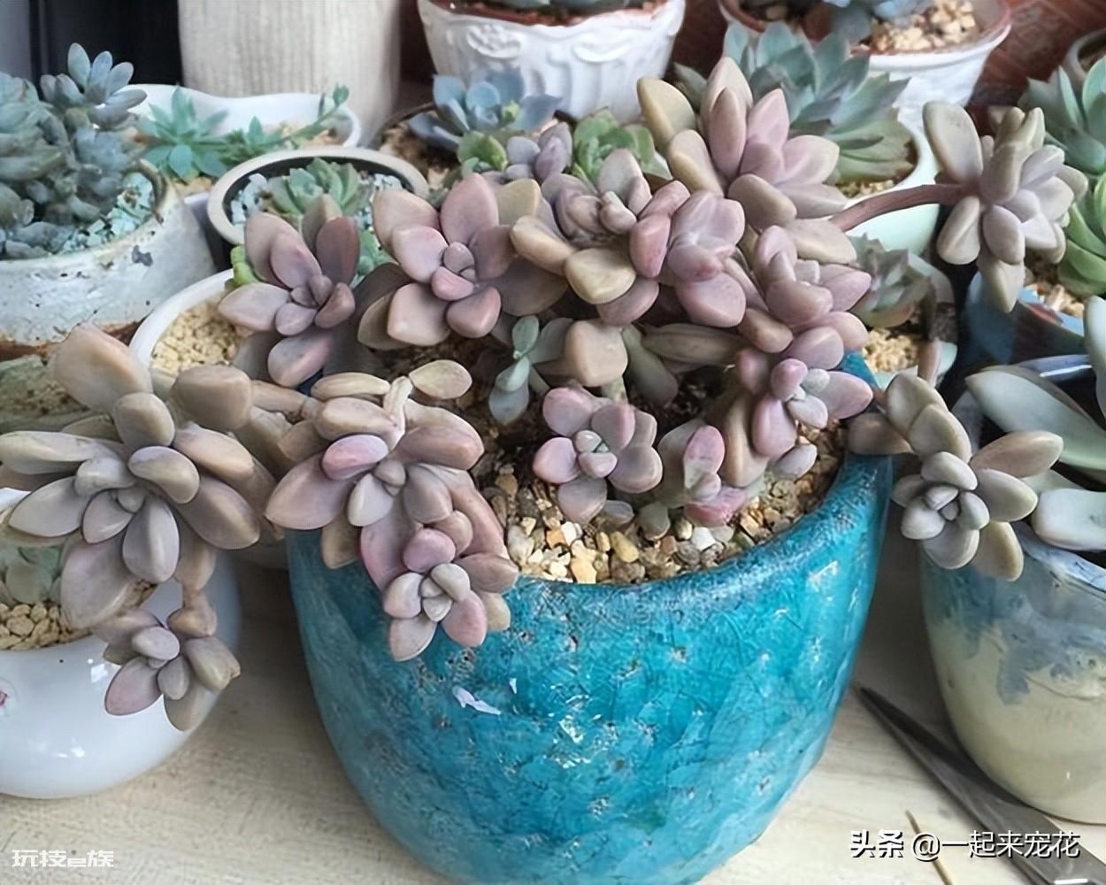 艾伦多肉养成小老桩技巧(艾伦度夏的养殖方法和注意事项)-图片2