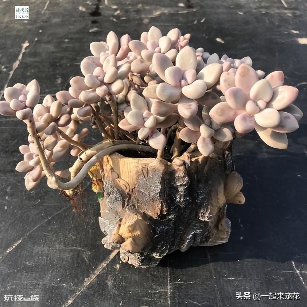 艾伦多肉养成小老桩技巧(艾伦度夏的养殖方法和注意事项)-图片3