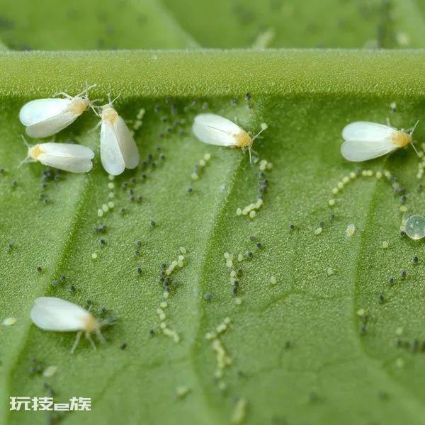 自制蔬菜杀虫剂配方(自制实用杀虫剂搞定养花种菜的病虫害)-图片1