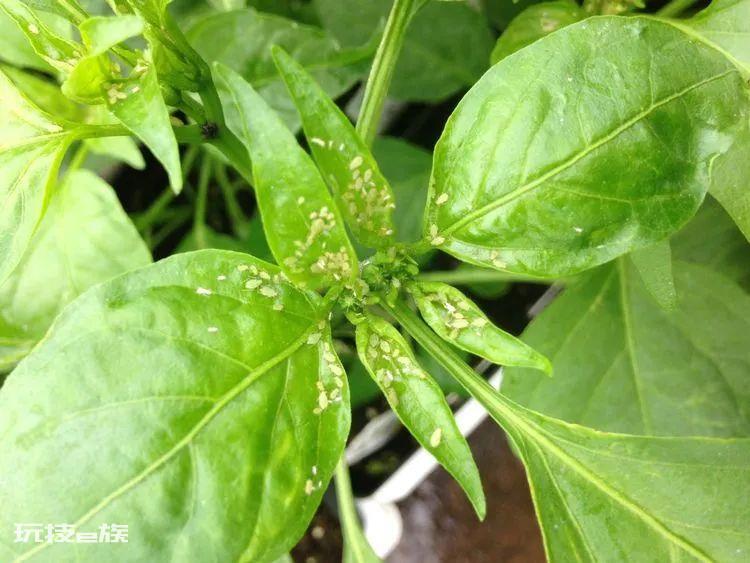 自制蔬菜杀虫剂配方(自制实用杀虫剂搞定养花种菜的病虫害)-图片2