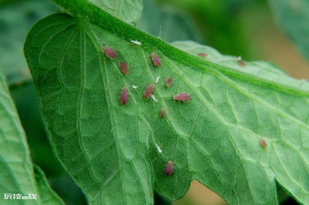 自制蔬菜杀虫剂配方(自制实用杀虫剂搞定养花种菜的病虫害)-图片8