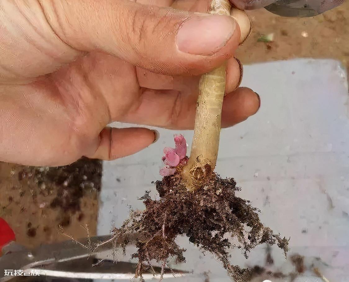 多肉换盆注意事项（多肉换盆土的具体操作步骤及要点）-图片5