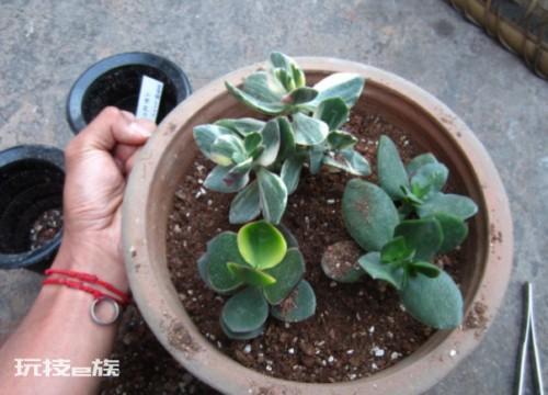 多肉换盆注意事项（多肉换盆土的具体操作步骤及要点）-图片6
