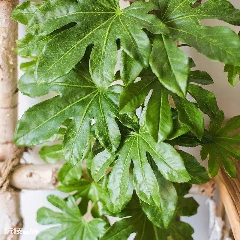 大叶子的绿植有哪些图片和名称(叶子越大越富贵的植物)-图片2
