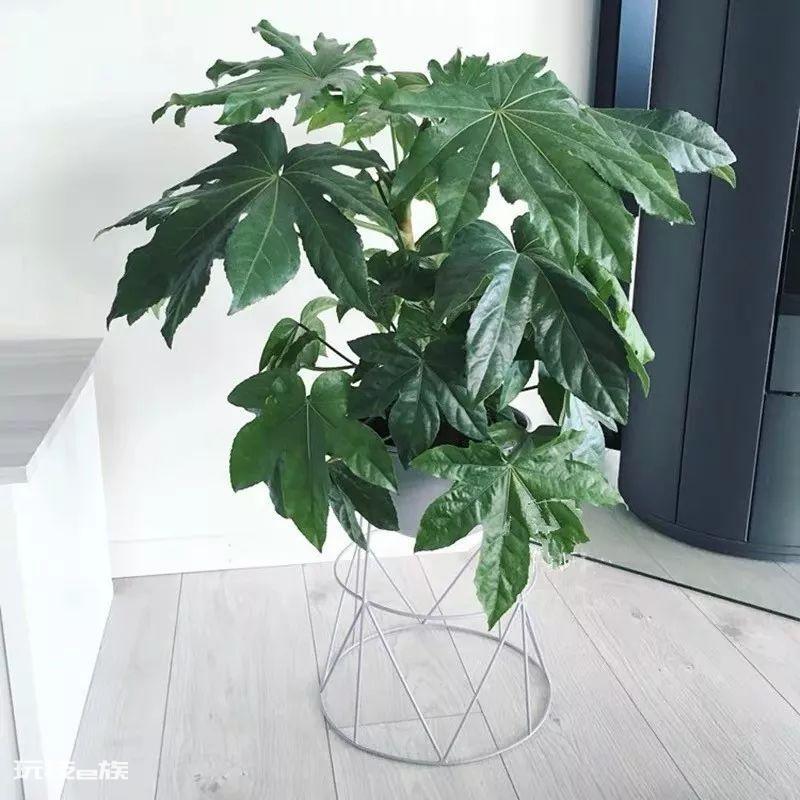 大叶子的绿植有哪些图片和名称(叶子越大越富贵的植物)-图片3