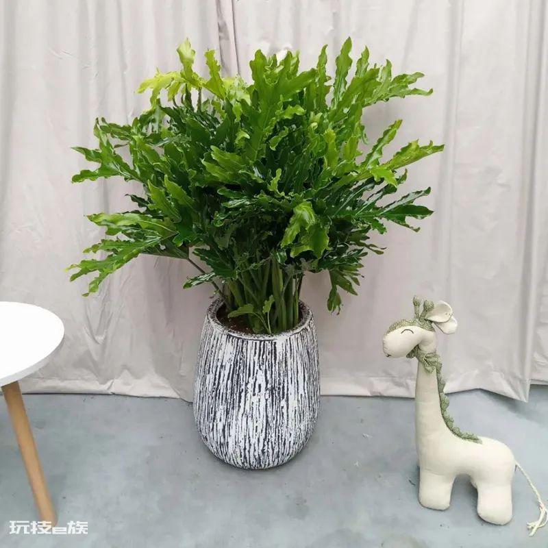 大叶子的绿植有哪些图片和名称(叶子越大越富贵的植物)-图片4