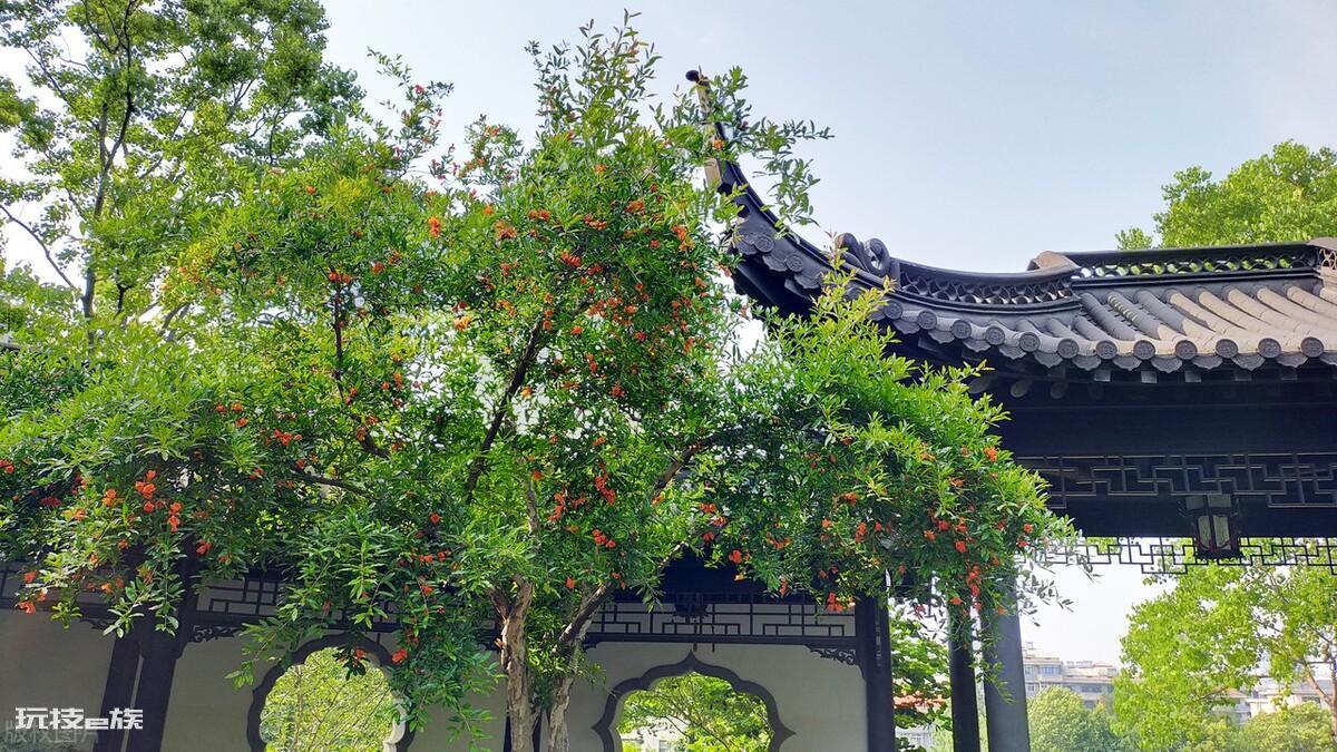 门口栽什么树镇宅旺财吉利富贵(门前种这5种树吉利又旺财)-图片2